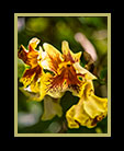 elegant yellow wildflowers thumbnail